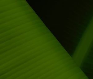 Preview wallpaper leaf, stripes, relief, macro, green