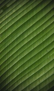 Preview wallpaper leaf, stripes, surface, texture, green, tropical