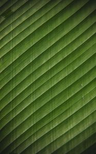 Preview wallpaper leaf, stripes, surface, texture, green, tropical