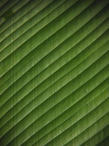 Preview wallpaper leaf, stripes, surface, texture, green, tropical