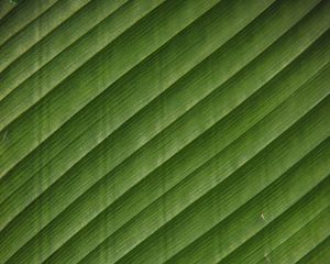 Preview wallpaper leaf, stripes, surface, texture, green, tropical