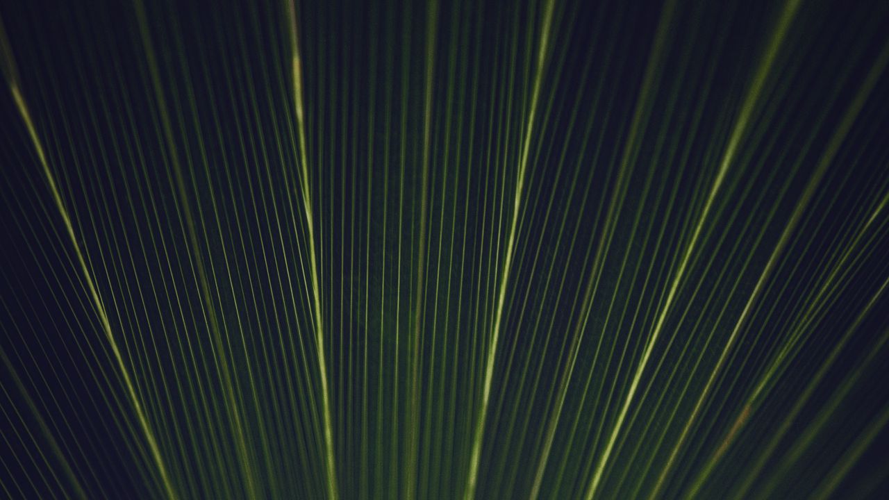 Wallpaper leaf, stripes, texture, macro, green