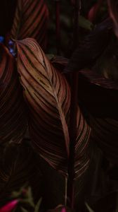 Preview wallpaper leaf, stripes, veins, closeup, plant