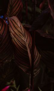 Preview wallpaper leaf, stripes, veins, closeup, plant