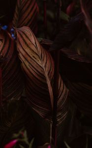 Preview wallpaper leaf, stripes, veins, closeup, plant