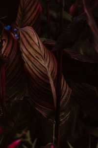 Preview wallpaper leaf, stripes, veins, closeup, plant