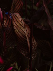 Preview wallpaper leaf, stripes, veins, closeup, plant