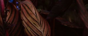 Preview wallpaper leaf, stripes, veins, closeup, plant