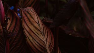 Preview wallpaper leaf, stripes, veins, closeup, plant