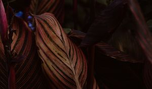 Preview wallpaper leaf, stripes, veins, closeup, plant