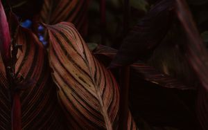 Preview wallpaper leaf, stripes, veins, closeup, plant