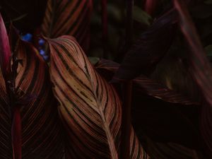 Preview wallpaper leaf, stripes, veins, closeup, plant