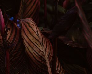 Preview wallpaper leaf, stripes, veins, closeup, plant