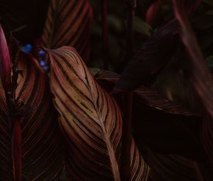 Preview wallpaper leaf, stripes, veins, closeup, plant