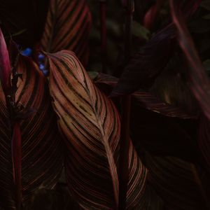 Preview wallpaper leaf, stripes, veins, closeup, plant