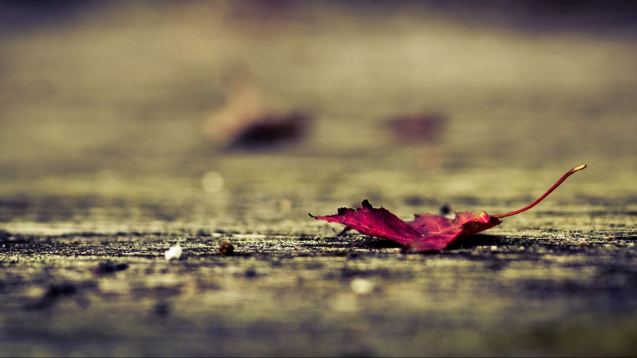 Wallpaper leaf, surface, autumn, fallen