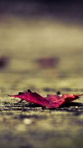 Preview wallpaper leaf, surface, autumn, fallen