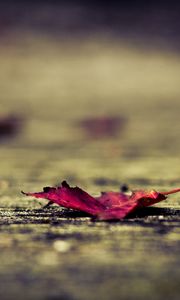 Preview wallpaper leaf, surface, autumn, fallen