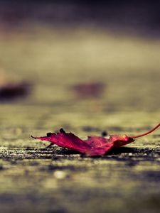 Preview wallpaper leaf, surface, autumn, fallen