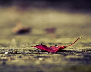 Preview wallpaper leaf, surface, autumn, fallen