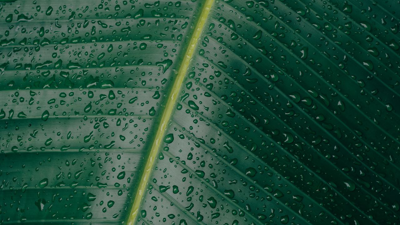 Wallpaper leaf, surface, drops, green