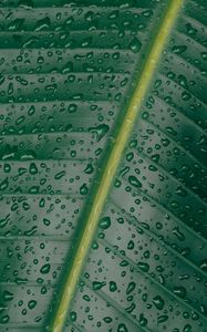 Preview wallpaper leaf, surface, drops, green