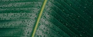 Preview wallpaper leaf, surface, drops, green