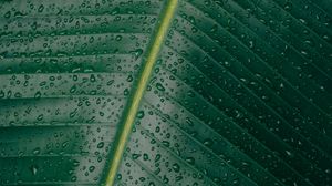 Preview wallpaper leaf, surface, drops, green