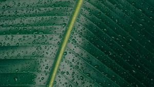 Preview wallpaper leaf, surface, drops, green