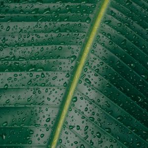 Preview wallpaper leaf, surface, drops, green