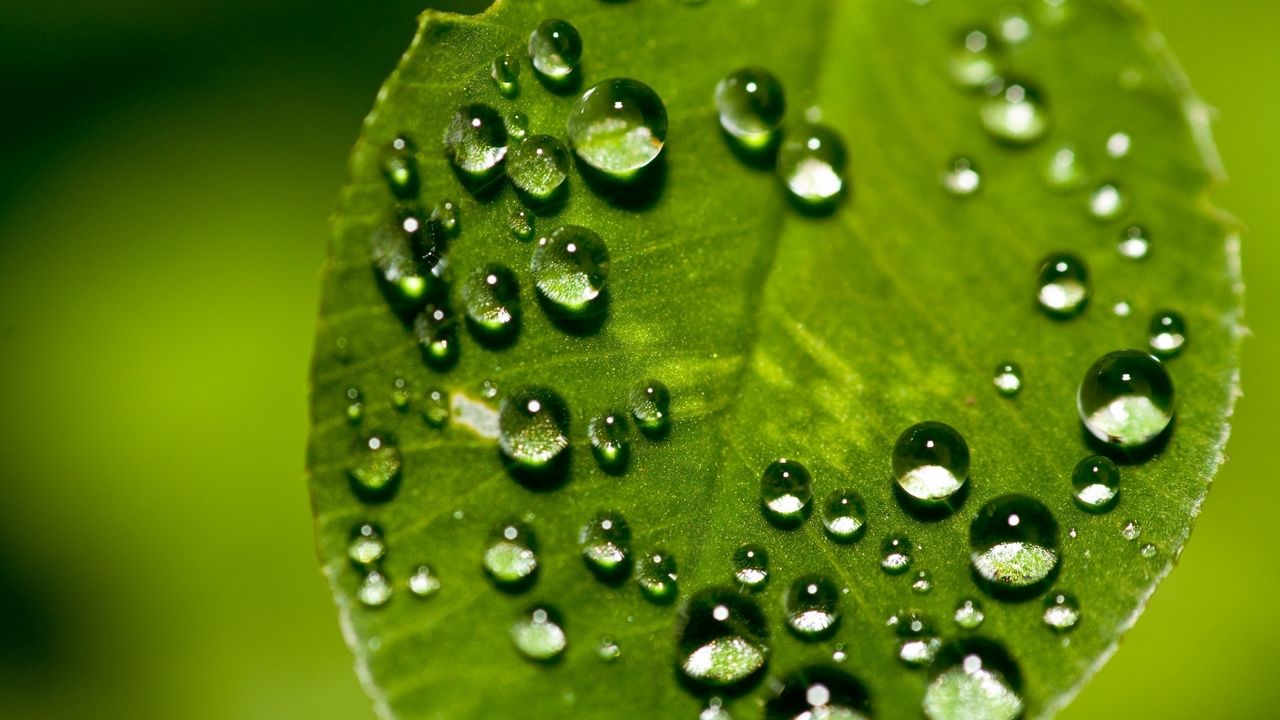 Wallpaper leaf, surface, drops, small