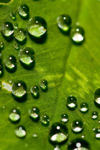 Preview wallpaper leaf, surface, drops, small