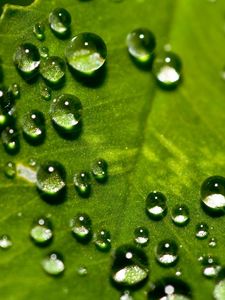 Preview wallpaper leaf, surface, drops, small