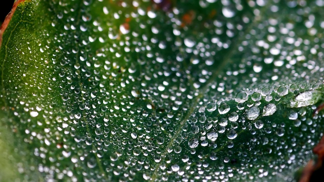 Wallpaper leaf, surface, drops, dew