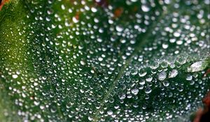 Preview wallpaper leaf, surface, drops, dew