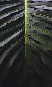Preview wallpaper leaf, surface, green, plant, closeup