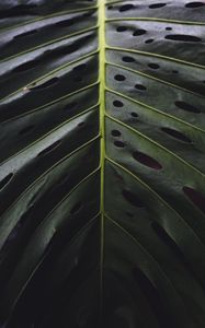 Preview wallpaper leaf, surface, green, plant, closeup
