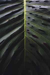 Preview wallpaper leaf, surface, green, plant, closeup