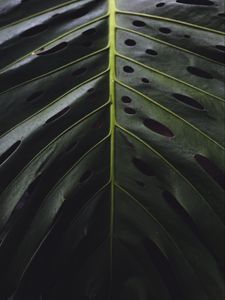 Preview wallpaper leaf, surface, green, plant, closeup