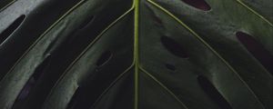 Preview wallpaper leaf, surface, green, plant, closeup