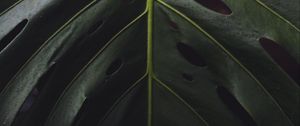 Preview wallpaper leaf, surface, green, plant, closeup