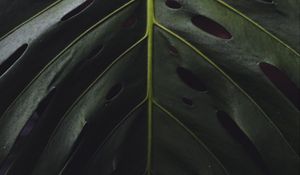 Preview wallpaper leaf, surface, green, plant, closeup