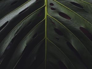 Preview wallpaper leaf, surface, green, plant, closeup
