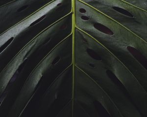 Preview wallpaper leaf, surface, green, plant, closeup