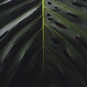 Preview wallpaper leaf, surface, green, plant, closeup