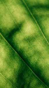 Preview wallpaper leaf, surface, macro, green, veins