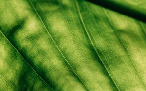 Preview wallpaper leaf, surface, macro, green, veins