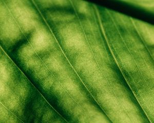 Preview wallpaper leaf, surface, macro, green, veins
