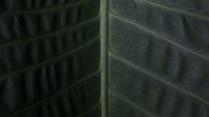 Preview wallpaper leaf, surface, macro, plant
