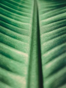 Preview wallpaper leaf, surface, macro, veins, green